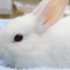 ミニウサギ専門店