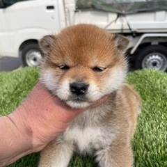 柴犬　豆柴専門店 - ペット