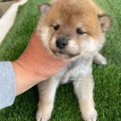 柴犬　豆柴専門店 - 福山市