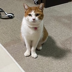 優しくて甘えたで可愛いマロンちゃん再募集になります。