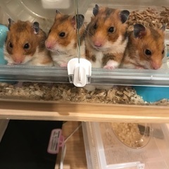 ゴールデンハムスター　オス4匹