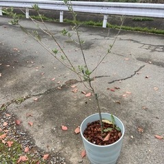 オリーブ　庭木　観葉植物