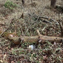 全国から❣️霊能力者さん、術者さんなどやってる仲間募集中 − 青森県