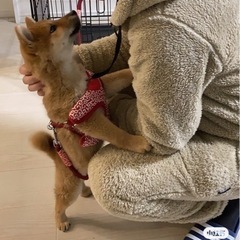 4ヶ月 オス 赤柴