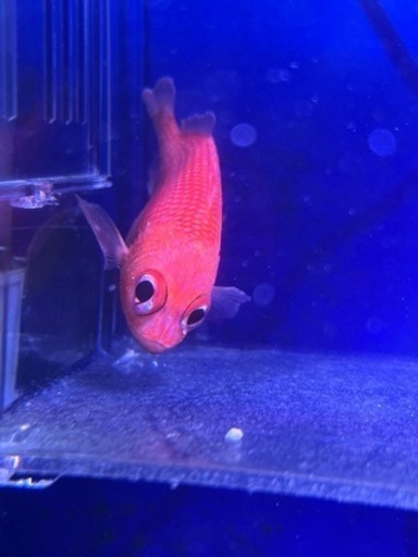 カージナルソルジャーフィッシュ　海水魚