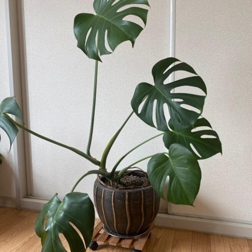 【あと4日間限定】モンステラ　観葉植物　