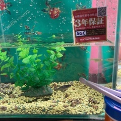 オロチラメと　日本メダカ夫婦無料