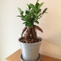 観葉植物　ガジュマル(22)　27cm　グレーカラーの3.5号の...