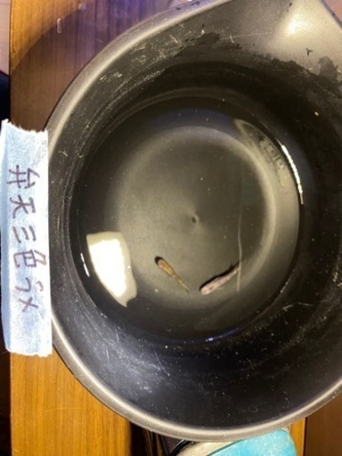 弁天三色！ワンペア！メダカ