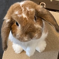 うさぎ愛しい友達