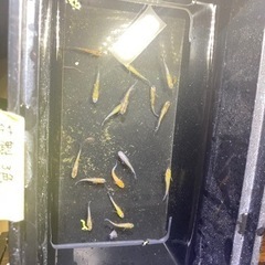 花魁！メダカ 約15匹