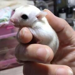 フクモモハウスあすなろです。 - ペット