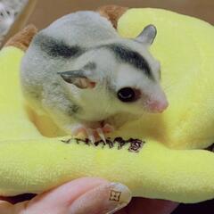 フクモモハウスあすなろです。