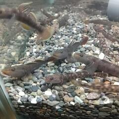 天然採取個体、川ヨシノボリ１０匹セットの画像