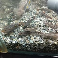 天然採取個体、川ヨシノボリ１０匹セット