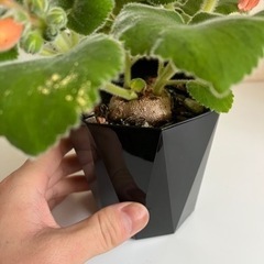 シンニンギア カーディナリス 塊根植物の画像