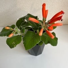 シンニンギア カーディナリス 塊根植物の画像