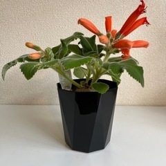 シンニンギア カーディナリス 塊根植物