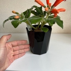 シンニンギア カーディナリス 塊根植物の画像