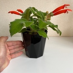 シンニンギア カーディナリス② 塊根植物の画像