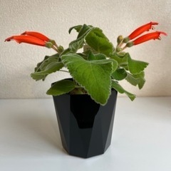 シンニンギア カーディナリス② 塊根植物