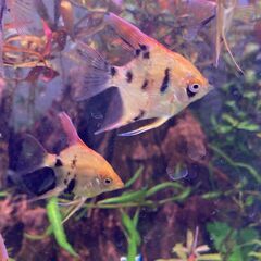 熱帯魚　エンゼルフィッシュ　お譲りします