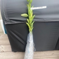 【受付停止中】みかん　ミカン　苗木　せとか