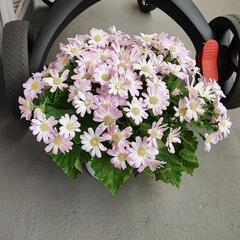 明日まで 鉢植え 花 マーガレット