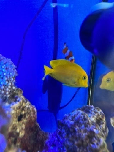 クログチニザ　海水魚
