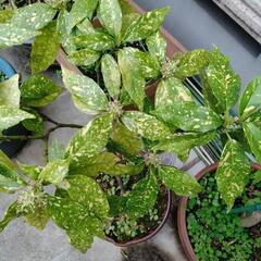 アオキ　植木　園芸　ガーデニングの画像
