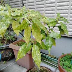 アオキ　植木　園芸　ガーデニング
