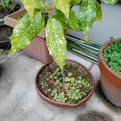 アオキ　植木　園芸　ガーデニングの画像
