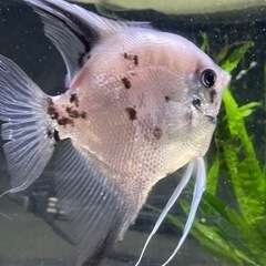 熱帯魚、エンゼルフィッシュ