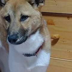 7〜8ヶ月前後　里親募集 - 犬
