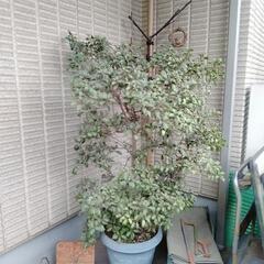 柊　ヒイラギ　植木　園芸　ガーデニング　