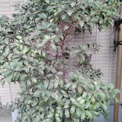 柊　ヒイラギ　植木　園芸　ガーデニング　の画像