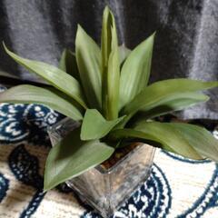 インテリア　雑貨　フェイクグリーン　観葉植物