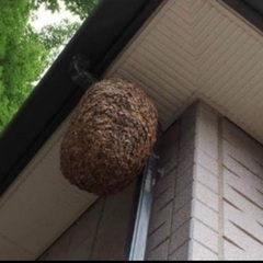 山口県で害虫や害獣駆除、便利屋を業務委託で募集！の画像