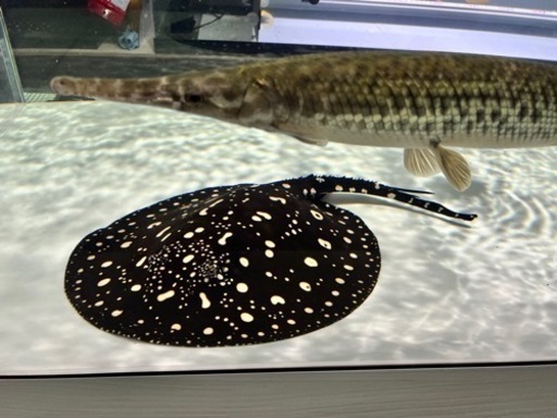 即戦力 胎盤45cm ダイヤモンドポルカ ♂