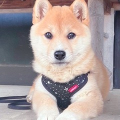 約3ヶ月子犬🐶里親募集