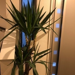 ユッカの画像