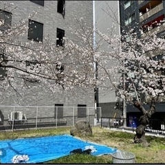 🌸お花見🌸グッズ【ブルーシート&ダンボール】