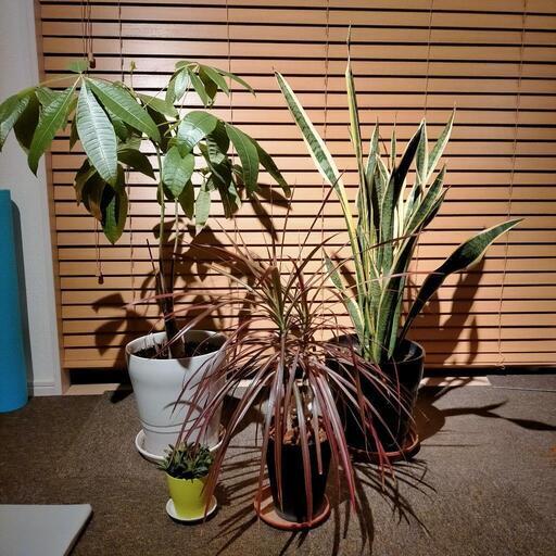 引取限定　観葉植物セット