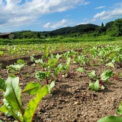 オーガニック農園でのパソコンを使った事務作業の画像
