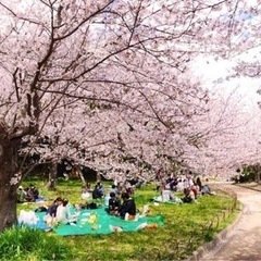 🌸 4/1(土)＆4/2(日)お花見メンバー大募集🌸