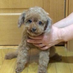 8歳トイプードルの女の子。