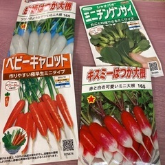 かわいい見に野菜の種セット