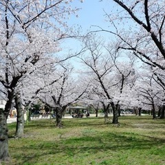 子連れでお花見ピクニック！