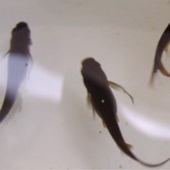 サタンメダカ　10匹 2000円