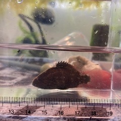 オヤニラミ_3